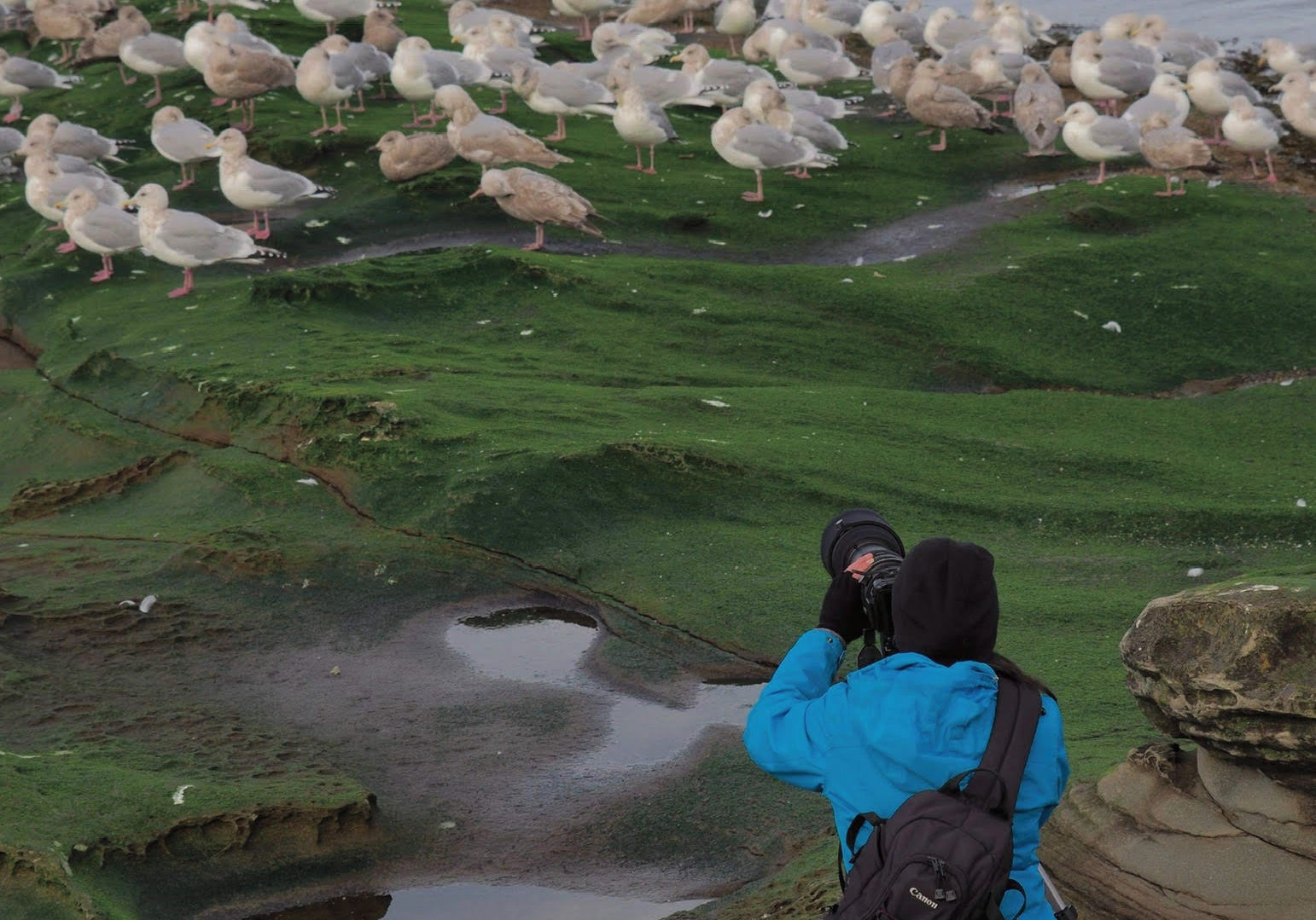 Wildlife photographer in blue jacket photographing sea lions and gulls on green algae-covered rocks
