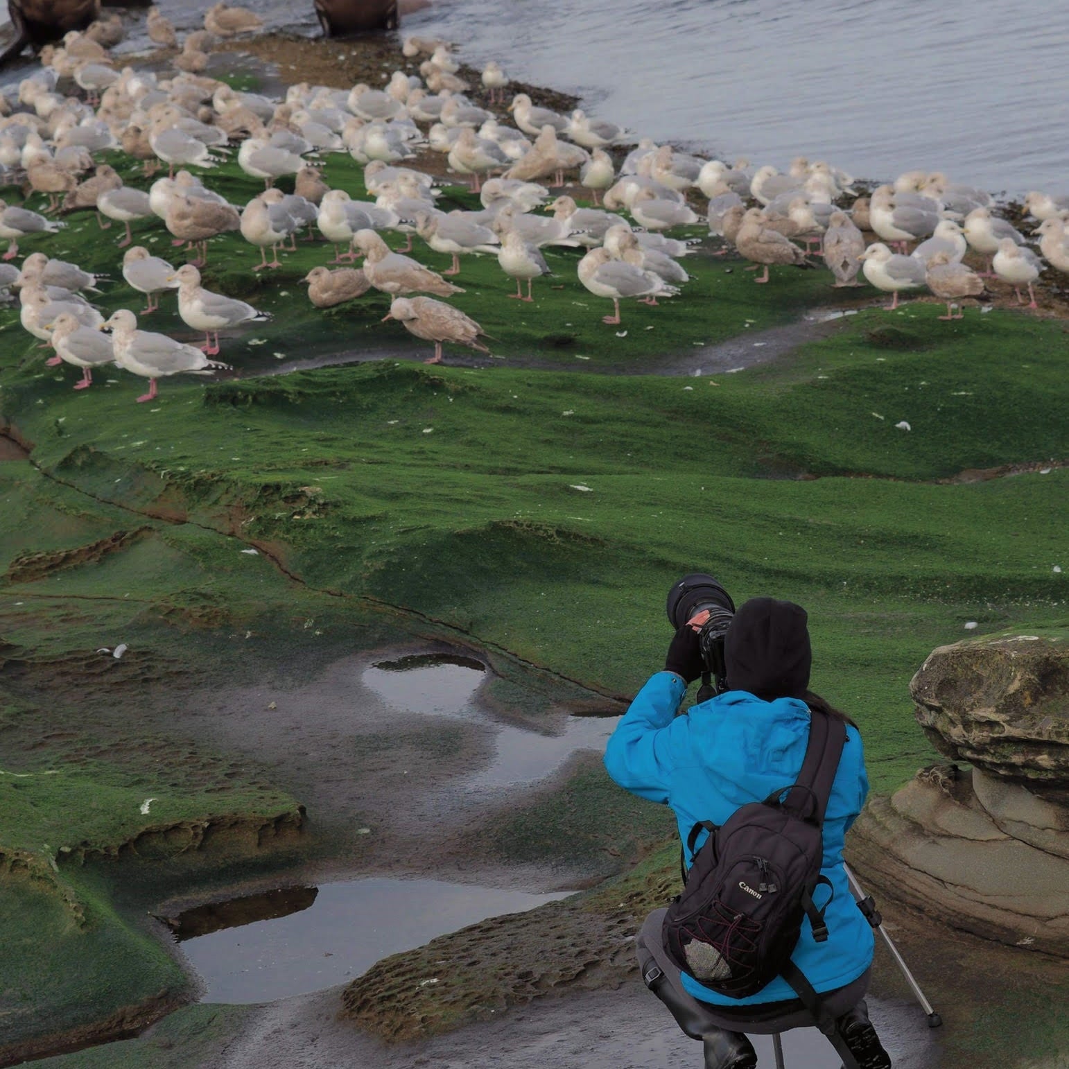 Wildlife photographer in blue jacket photographing sea lions and gulls on green algae-covered rocks