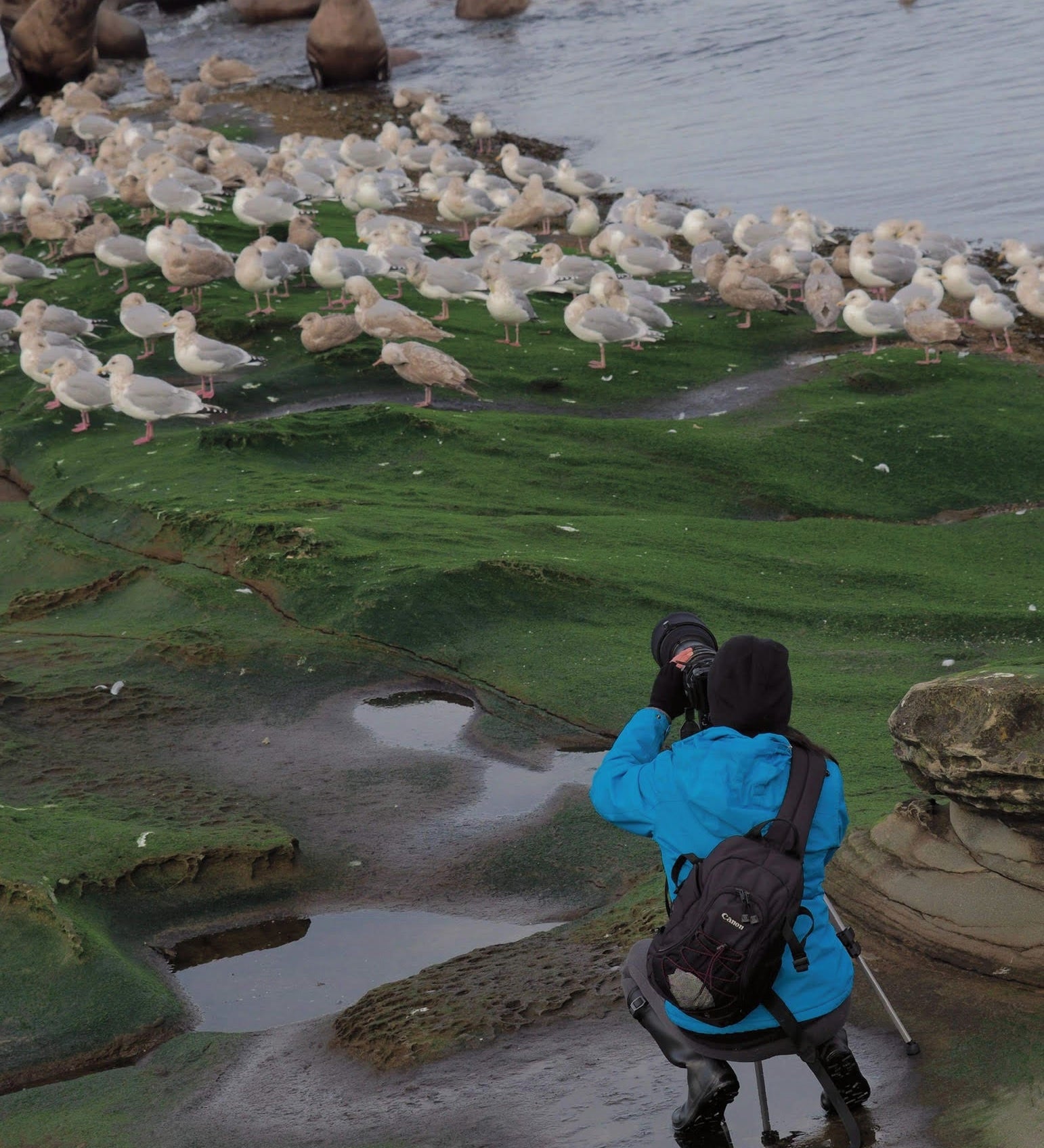 Wildlife photographer in blue jacket photographing sea lions and gulls on green algae-covered rocks