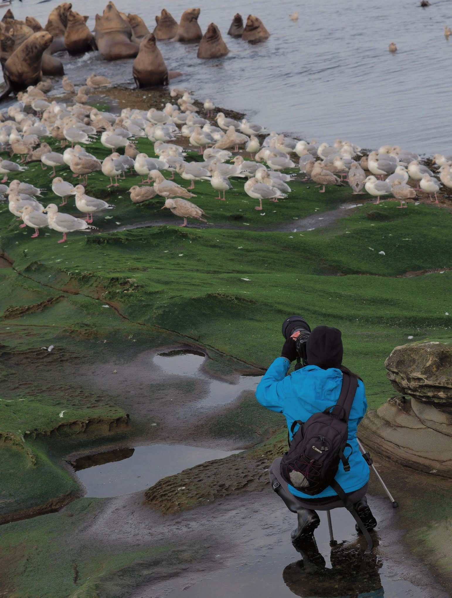Wildlife photographer in blue jacket photographing sea lions and gulls on green algae-covered rocks