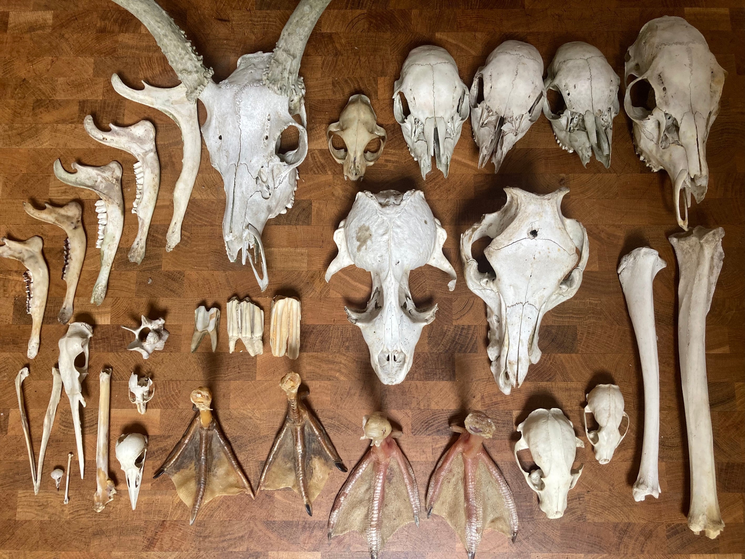 A Collection of Dead Things
