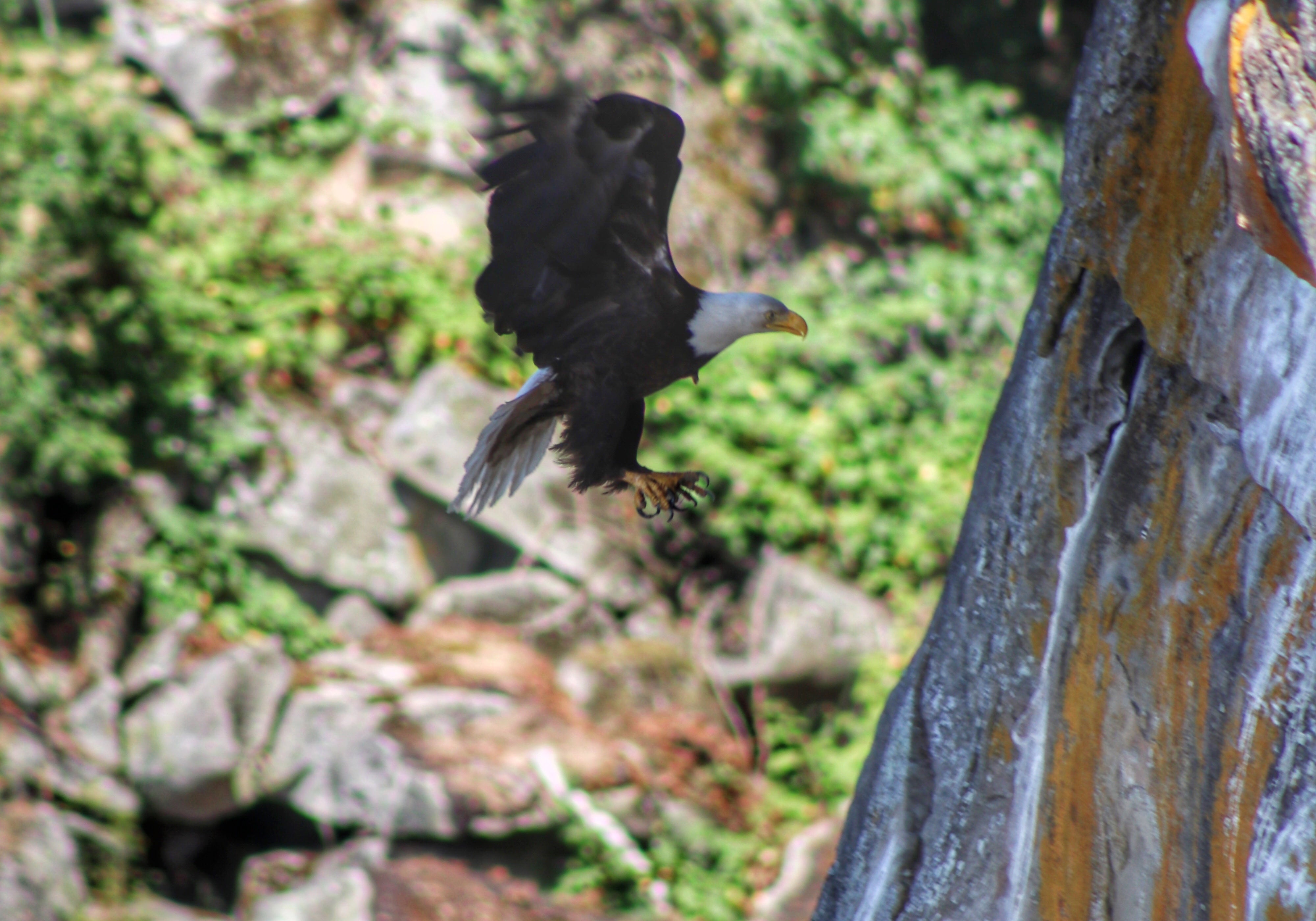 Bald eagle in flight banking toward rocky cliff face near nesting site