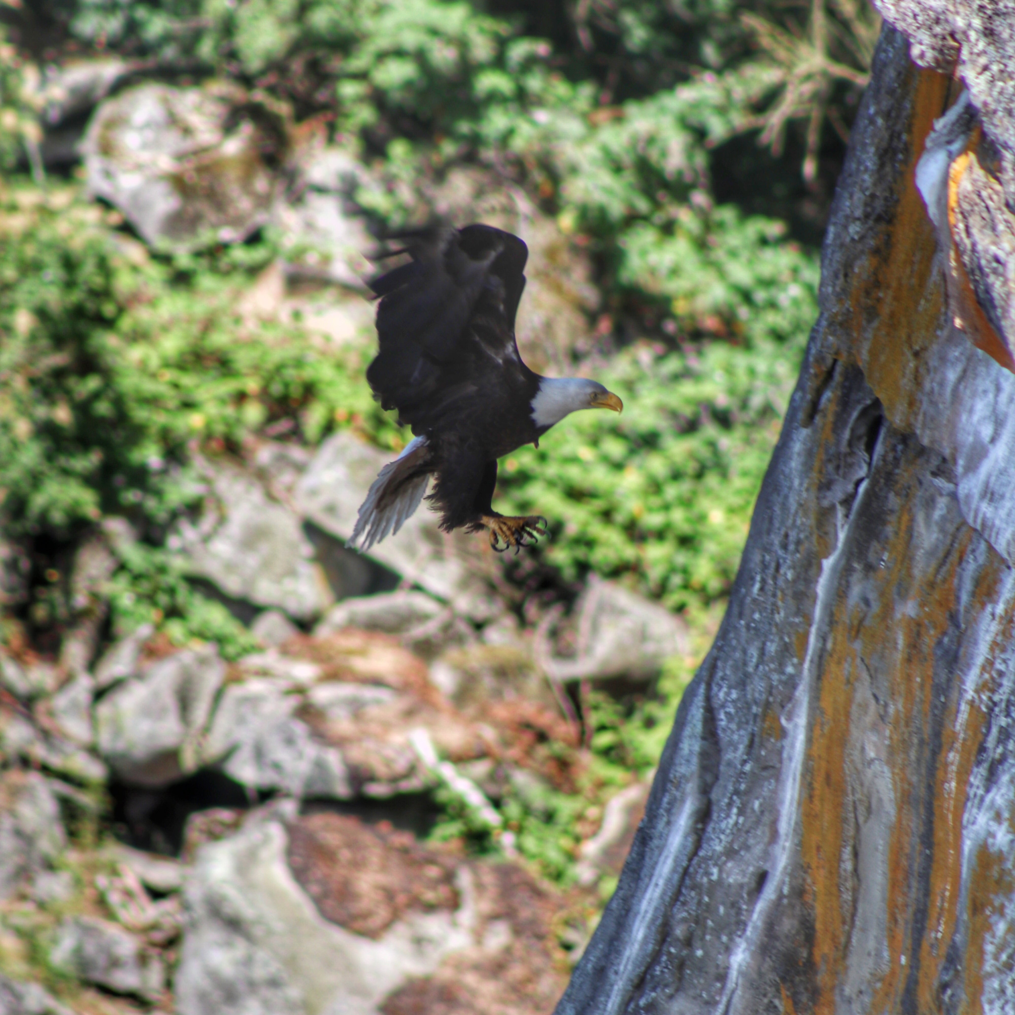 Bald eagle in flight banking toward rocky cliff face near nesting site