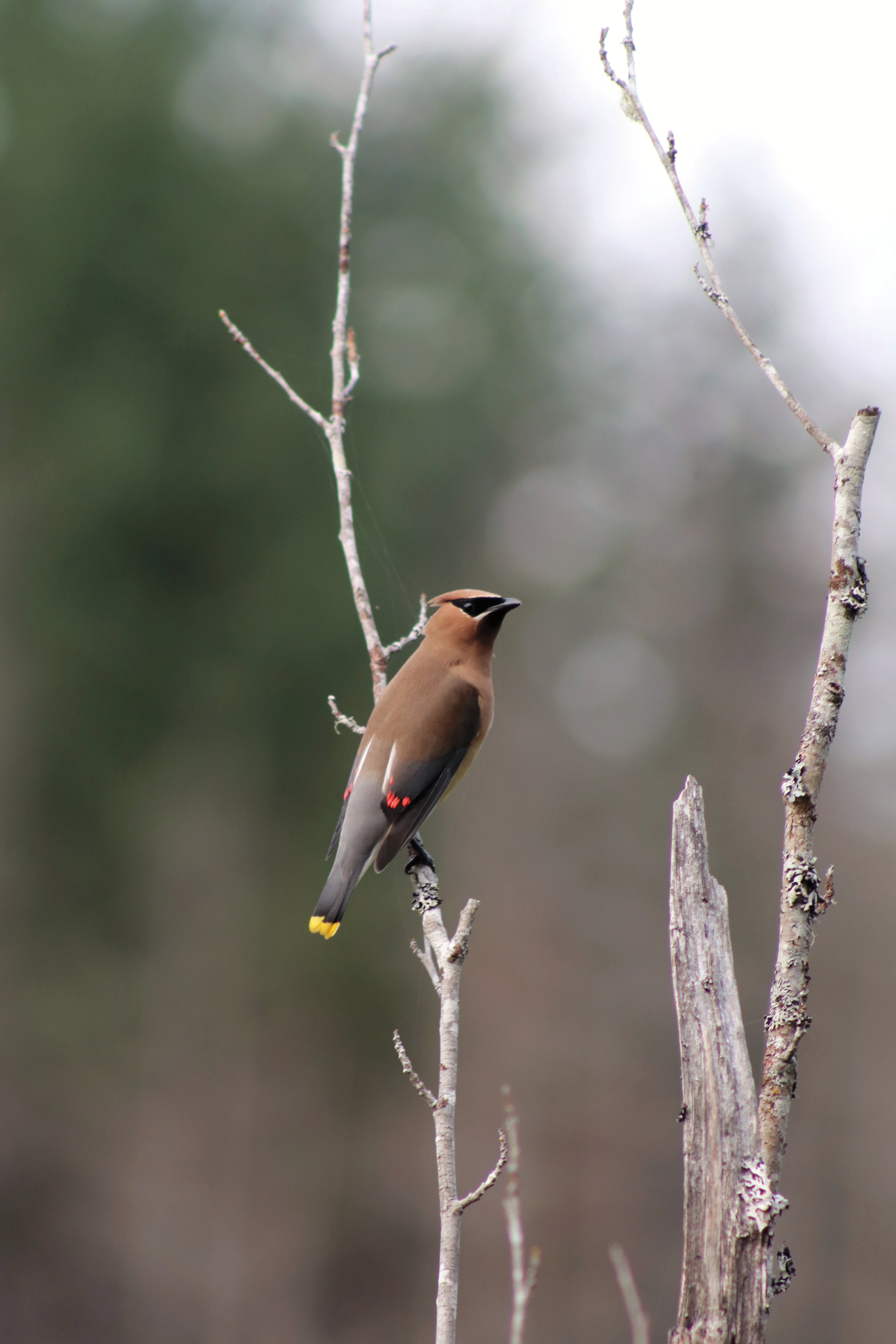 Cedar waxwing perched on bare branch showing red wingtip markings and yellow tail band