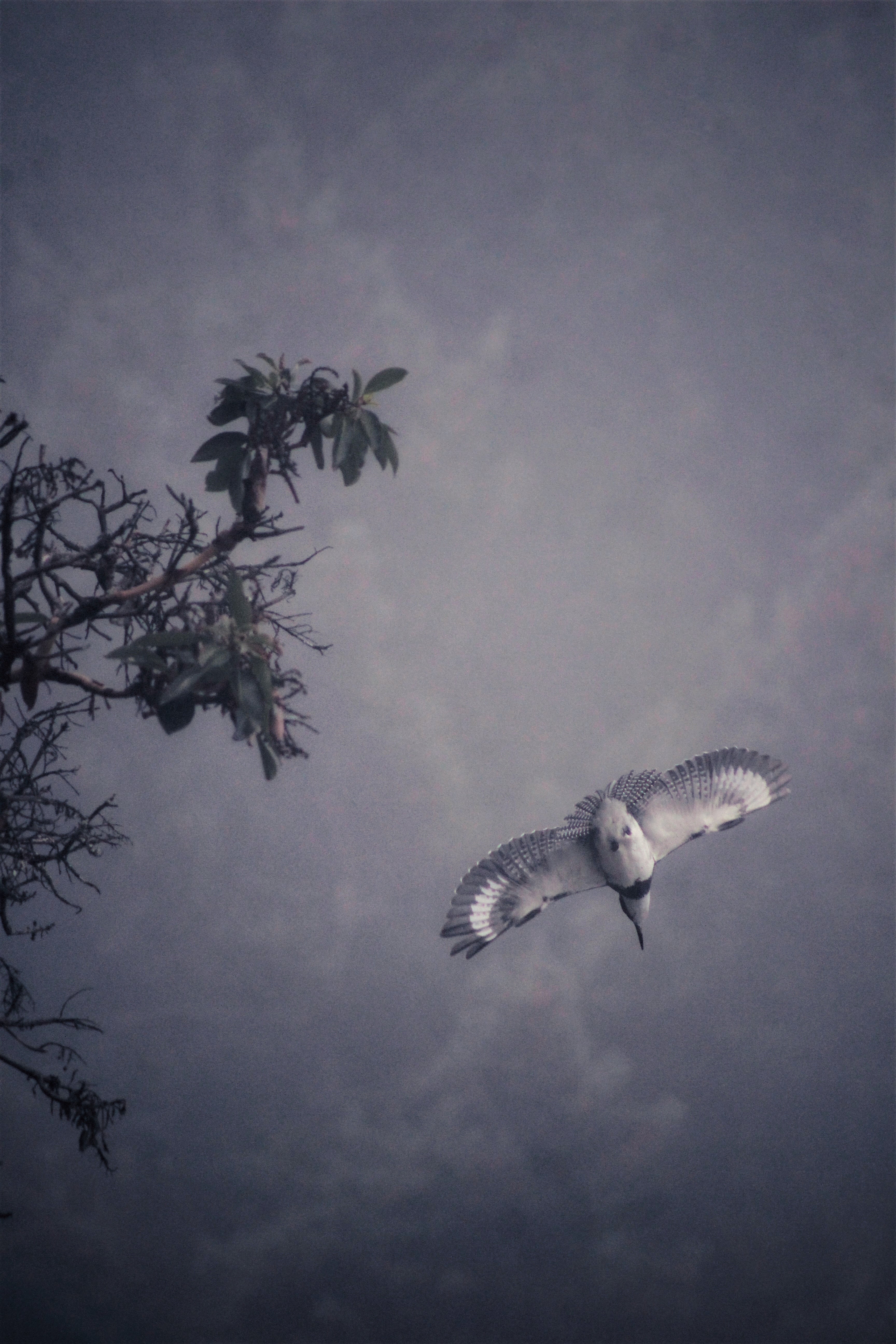 Belted kingfisher diving through fog with wings spread wide