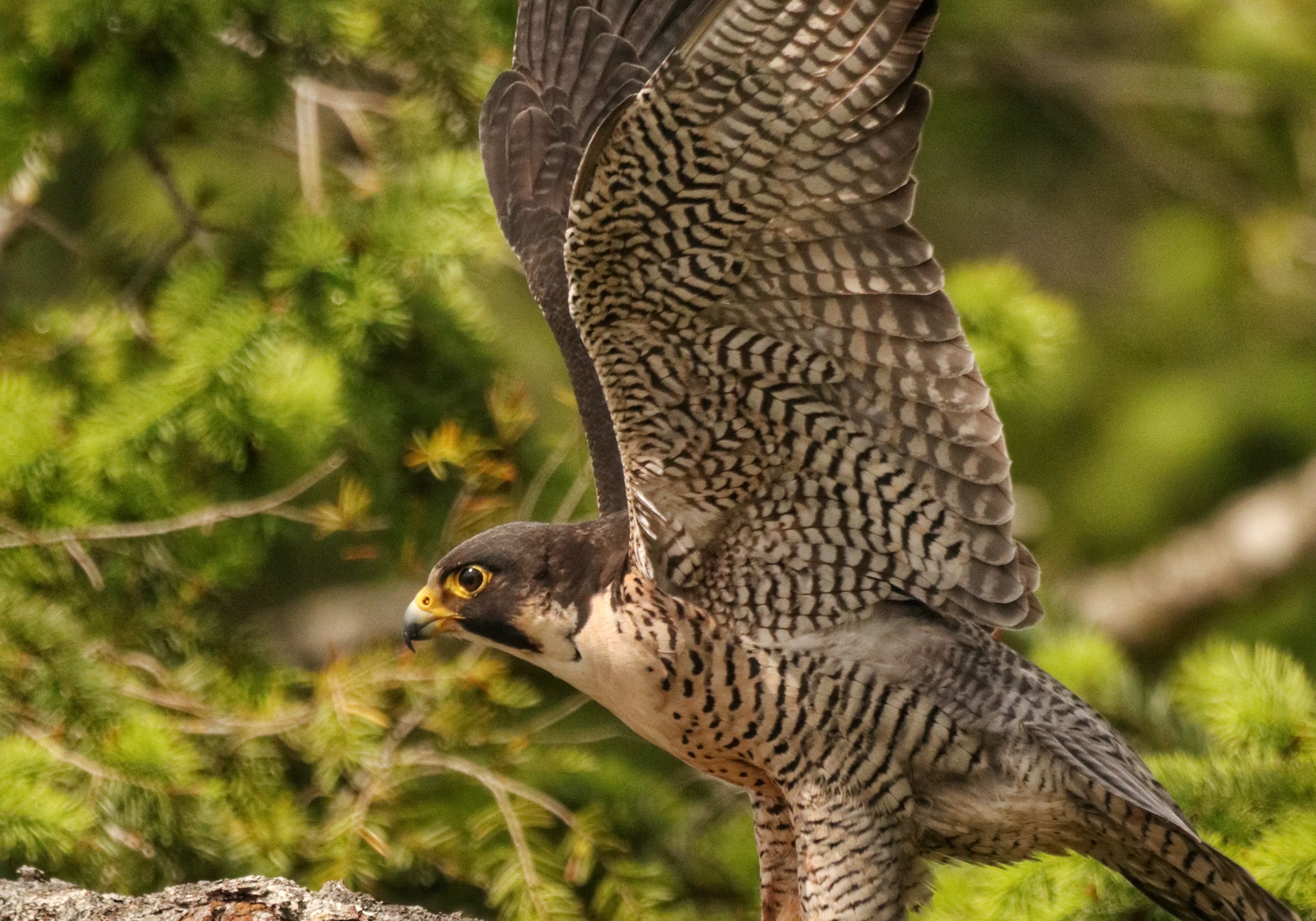 Peregrine falcon with wings raised showing barred plumage, perched on pine branch