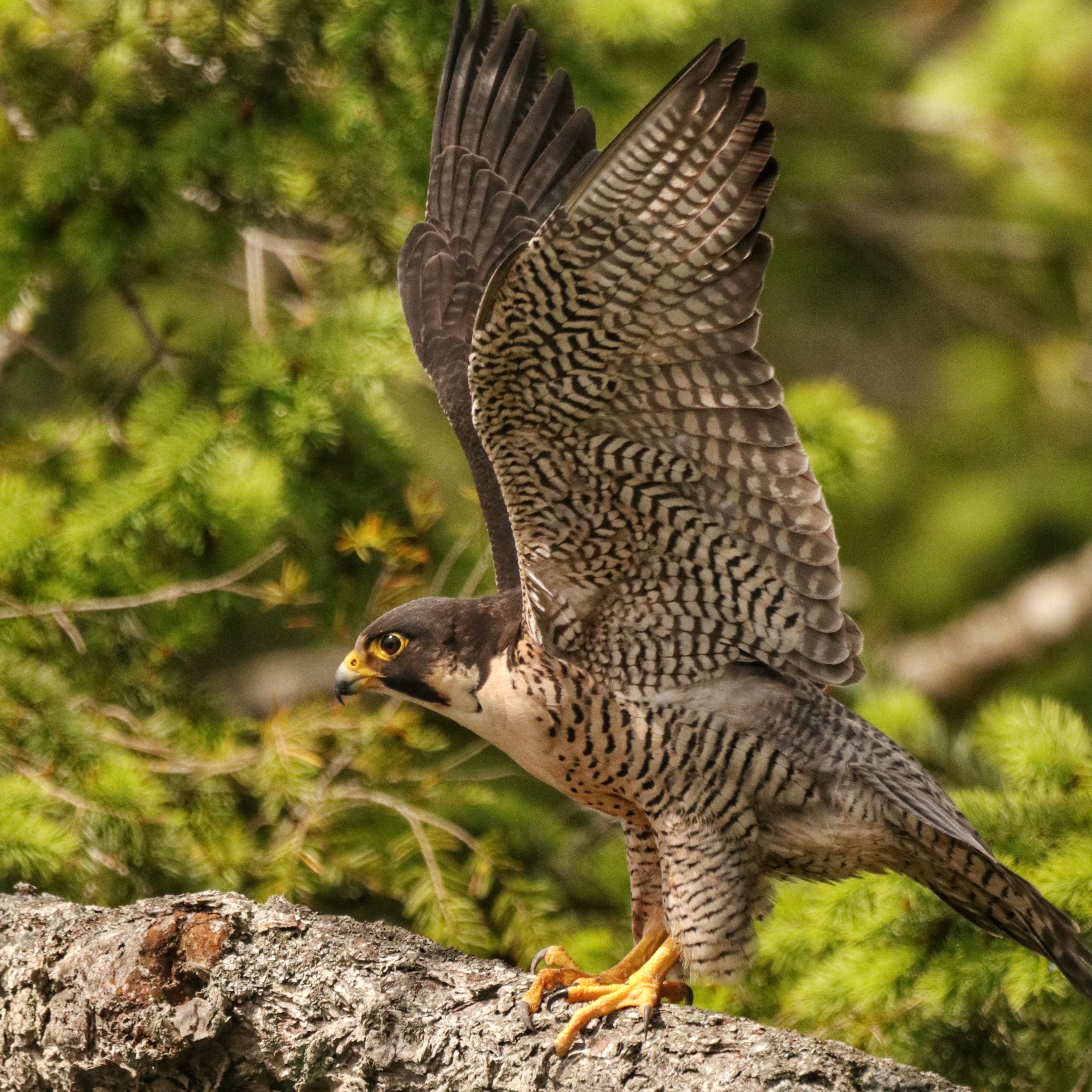 Peregrine falcon with wings raised showing barred plumage, perched on pine branch