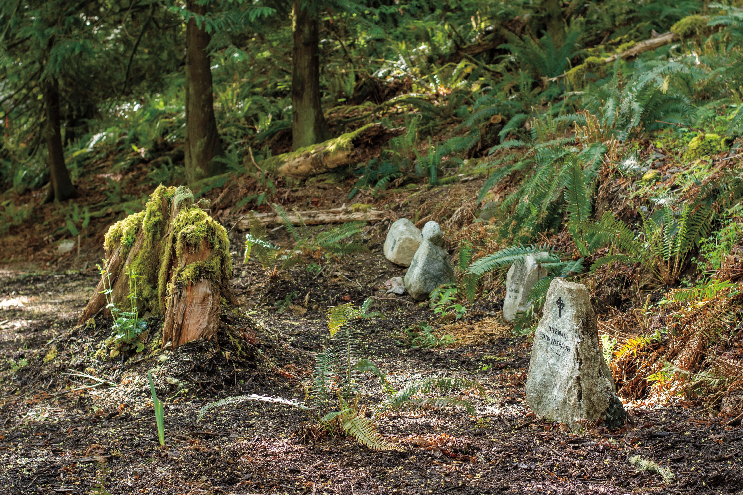 Moss-covered tree stump beside a small engraved memorial stone in the forest