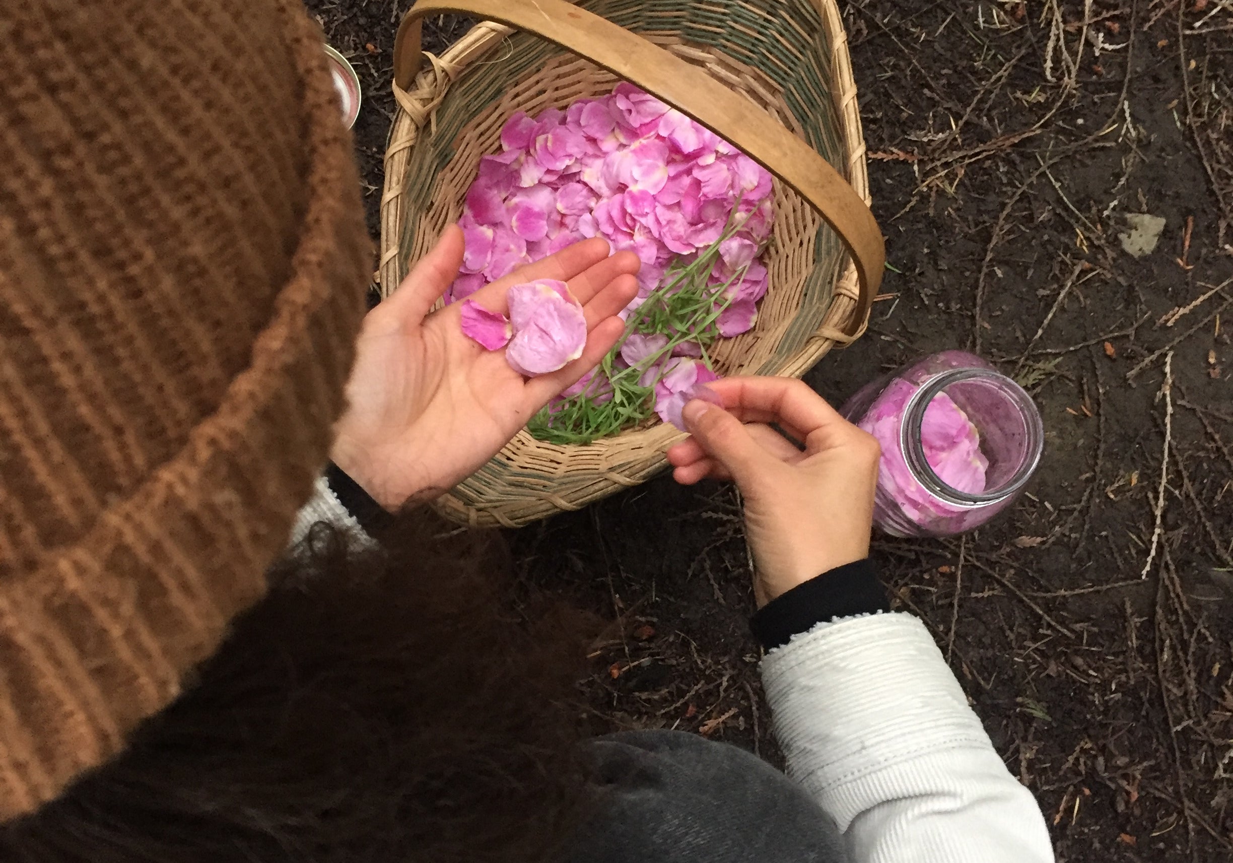 Overhead view of a person sorting pink petals into woven basket and glass jar on forest floor