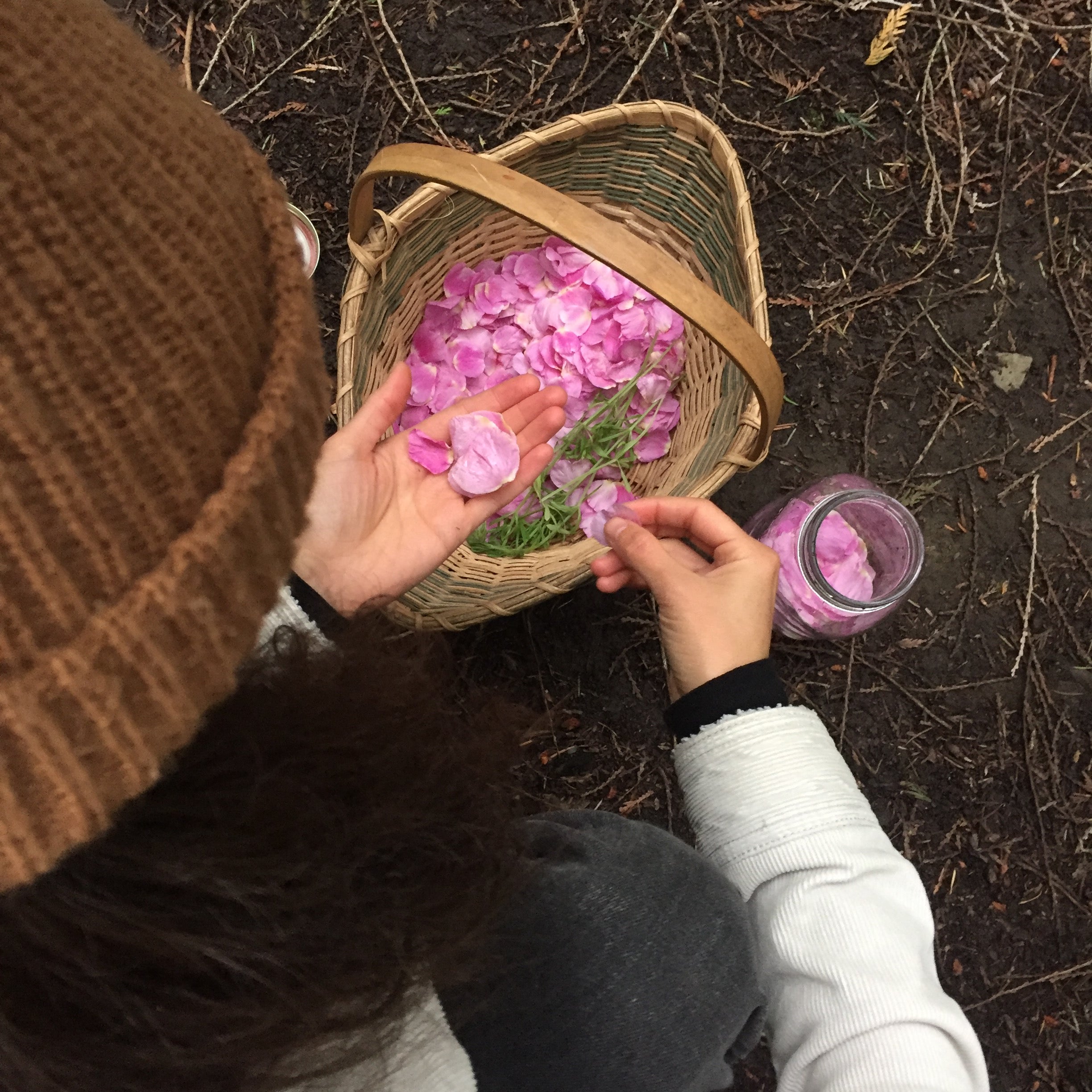 Overhead view of a person sorting pink petals into woven basket and glass jar on forest floor
